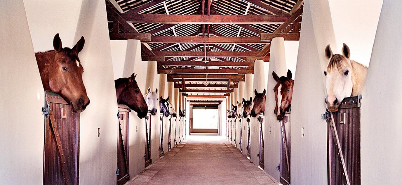 Climatização de Haras com o Climatizador Industrial FRYO®: Bem-Estar e Saúde para os Animais